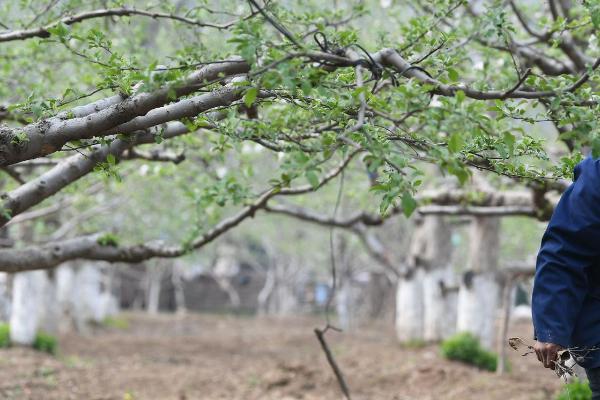 采摘梨果后怎么清园，需深翻土壤、清扫落叶并集中烧毁