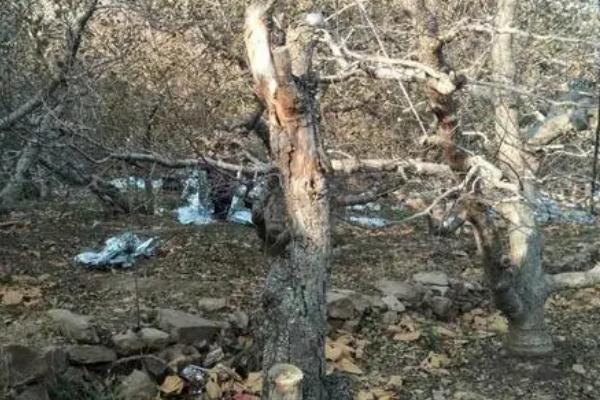 采摘梨果后怎么清园，需深翻土壤、清扫落叶并集中烧毁