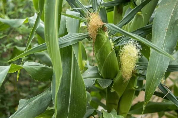 豫禾988玉米种子简介，夏播生育期96天