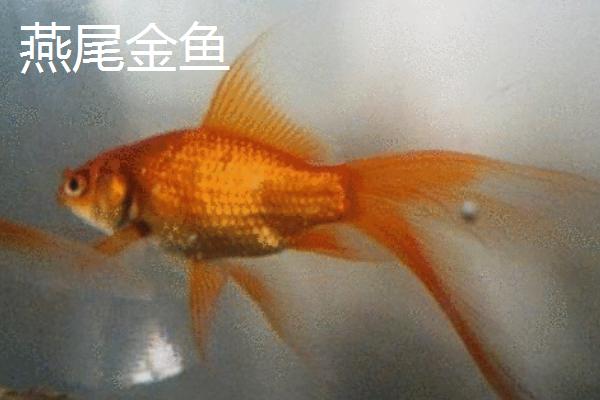 金鱼有哪些品种，包括龙种金鱼、文种金鱼、蛋种金鱼等种类