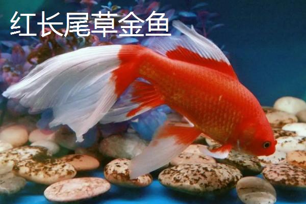 金鱼有哪些品种，包括龙种金鱼、文种金鱼、蛋种金鱼等种类