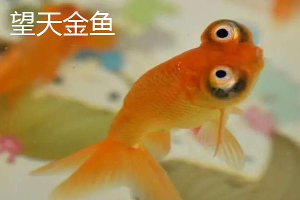 金鱼有哪些品种，包括龙种金鱼、文种金鱼、蛋种金鱼等种类