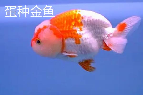 金鱼有哪些品种，包括龙种金鱼、文种金鱼、蛋种金鱼等种类