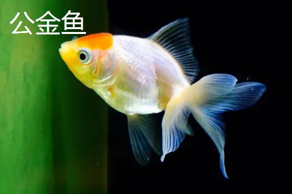 金鱼有哪些品种，包括龙种金鱼、文种金鱼、蛋种金鱼等种类