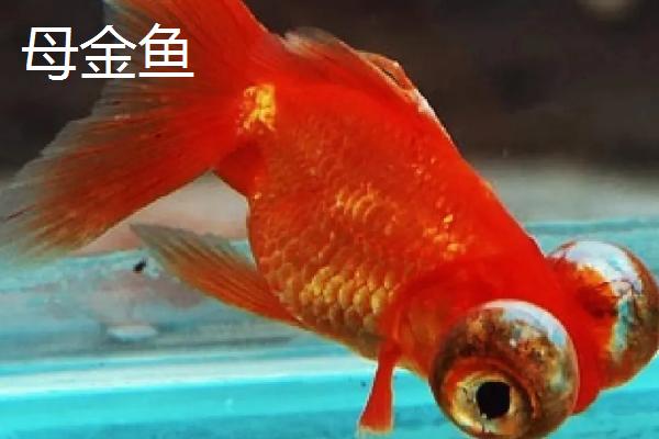 金鱼有哪些品种，包括龙种金鱼、文种金鱼、蛋种金鱼等种类