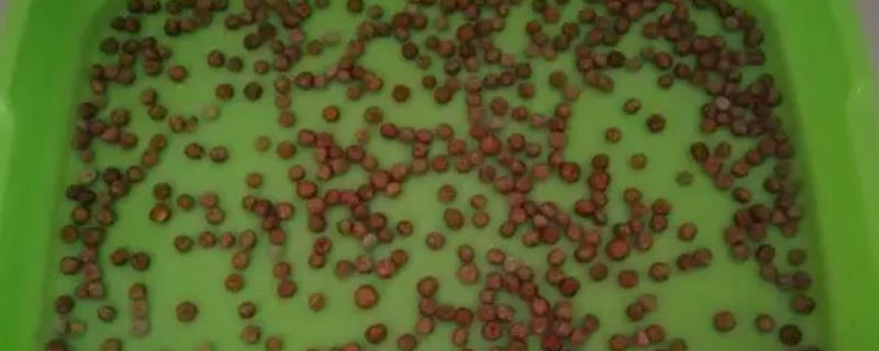 豌豆种子需浸泡多长时间才能播种