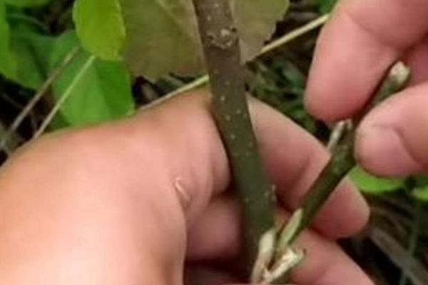 果树接穗的技术要领，这四点需牢记