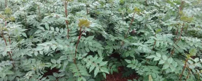 花椒的育苗方法
