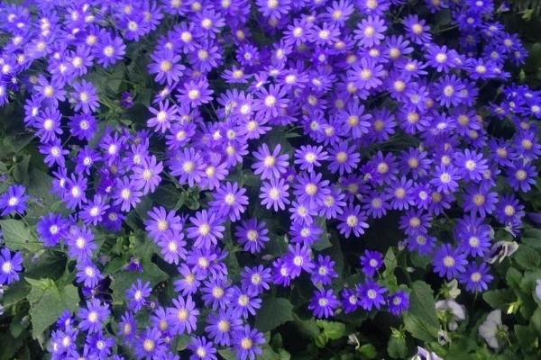 瓜叶菊冬季管理方法，温度控制在10～15℃