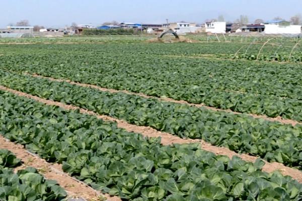 露地蔬菜怎么预防冻害，设置挡风屏障可防寒保暖