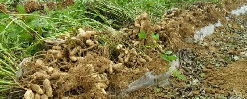 种植蔬菜为何要拔园