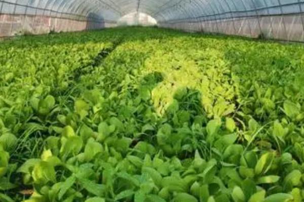 种植蔬菜为何要拔园，不拔除根系会为病菌提供越冬环境