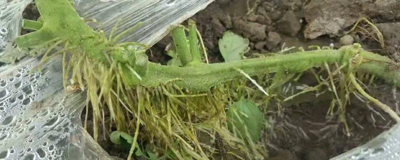 番茄不定根怎么防治