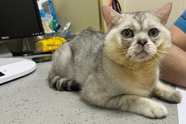 猫缺钙有什么症状，有时会莫名地发抖抽搐