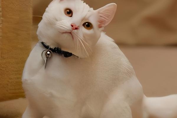 猫缺钙有什么症状，有时会莫名地发抖抽搐