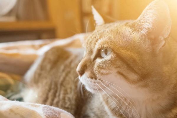 猫缺钙有什么症状，有时会莫名地发抖抽搐