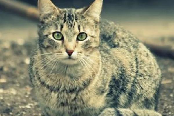 猫缺钙有什么症状，有时会莫名地发抖抽搐
