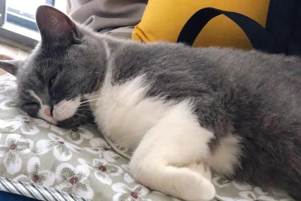 猫缺钙有什么症状，有时会莫名地发抖抽搐
