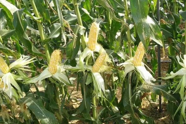 种植鲜食玉米要注意什么，相同品种要连片种植、防止混杂