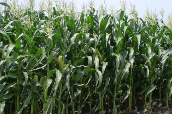 种植鲜食玉米要注意什么，相同品种要连片种植、防止混杂