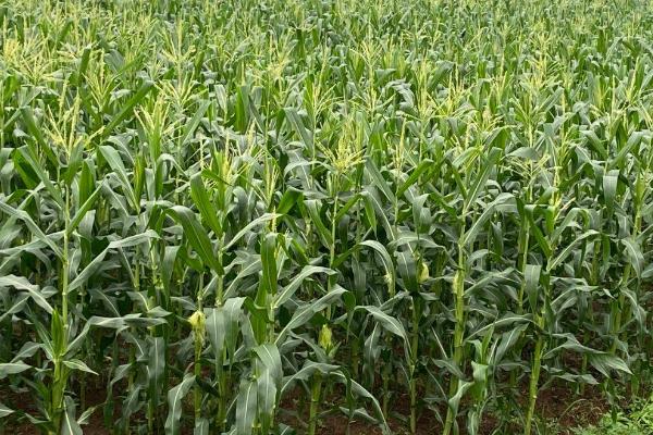 种植鲜食玉米要注意什么，相同品种要连片种植、防止混杂