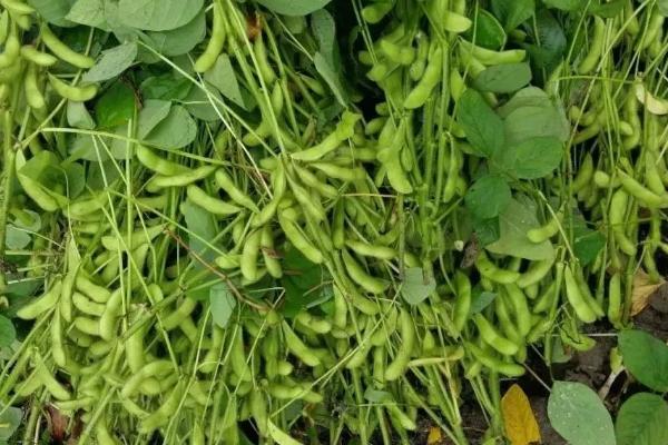 眉豆怎么播种，采用直播方式每穴可播种2-3粒