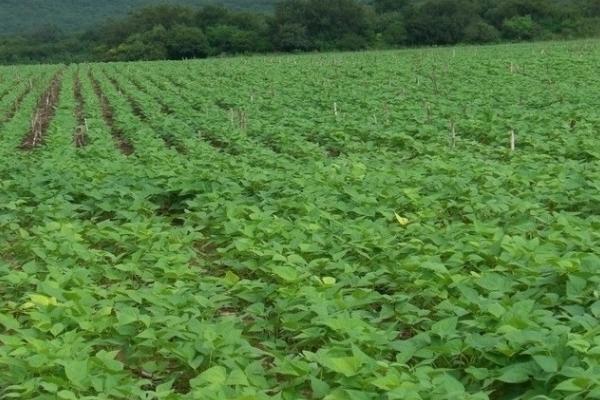 眉豆怎么播种，采用直播方式每穴可播种2-3粒