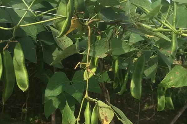眉豆怎么播种，采用直播方式每穴可播种2-3粒