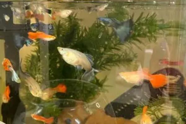 怎么养小鱼才不容易死，首先要注意换水