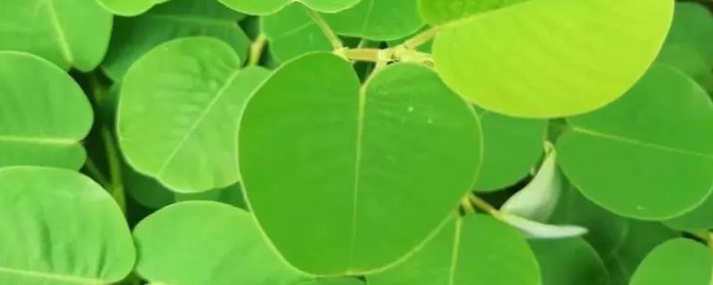 广金钱草种多久才能收获