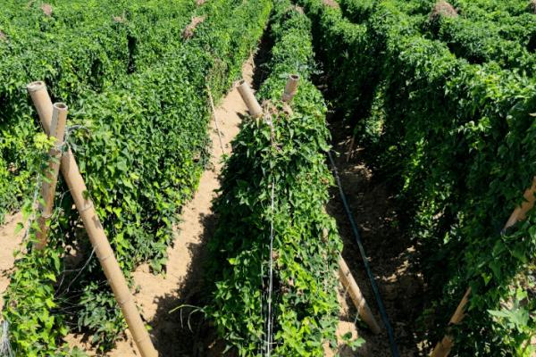 怎么对山药施肥，有机肥腐熟后可铺施