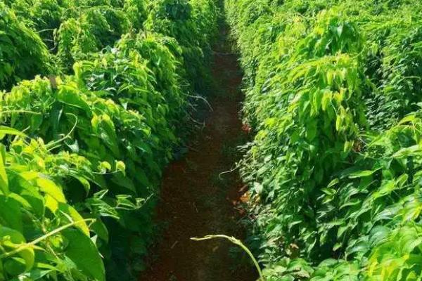 怎么对山药施肥，有机肥腐熟后可铺施