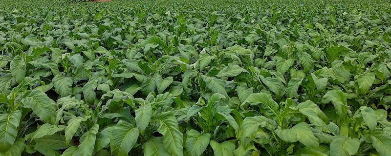 烟草花叶病综合防治方法
