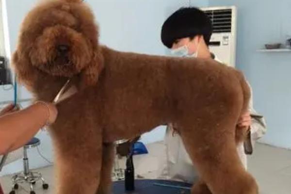 怎么给贵宾剪毛，剪毛前需让其放松