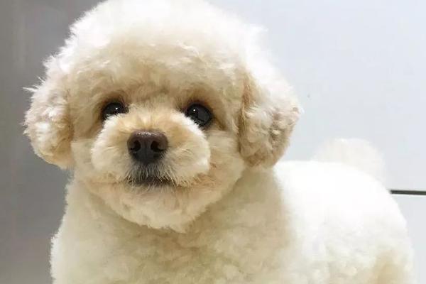 怎么给贵宾剪毛，剪毛前需让其放松