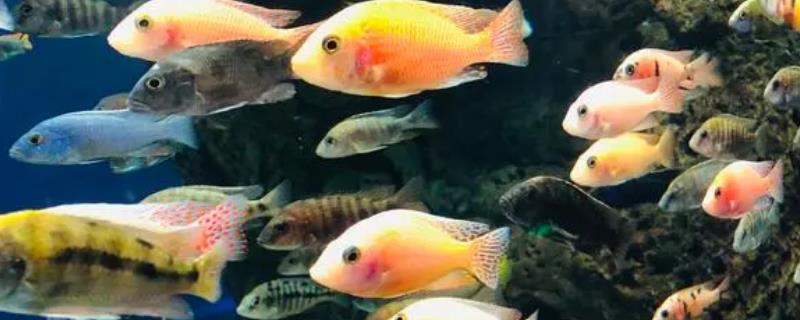 水深1米适养鱼种