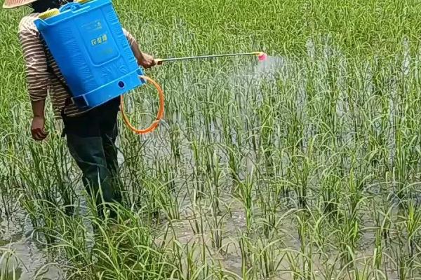 多效唑适用于哪些作物，水稻、麦类、花生等都适用