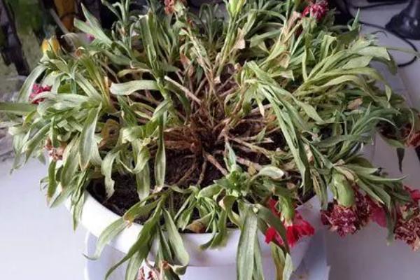 康乃馨苗期施肥不当有何后果，使用未腐熟的农家肥容易导致插条腐烂