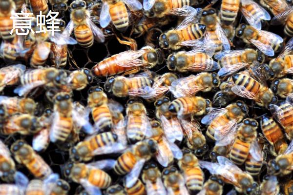 意蜂和中蜂有什么区别，意蜂多为黄色、中蜂多为灰黑色