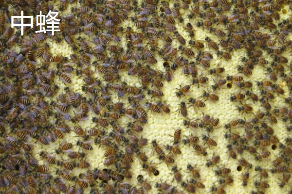 意蜂和中蜂有什么区别，意蜂多为黄色、中蜂多为灰黑色