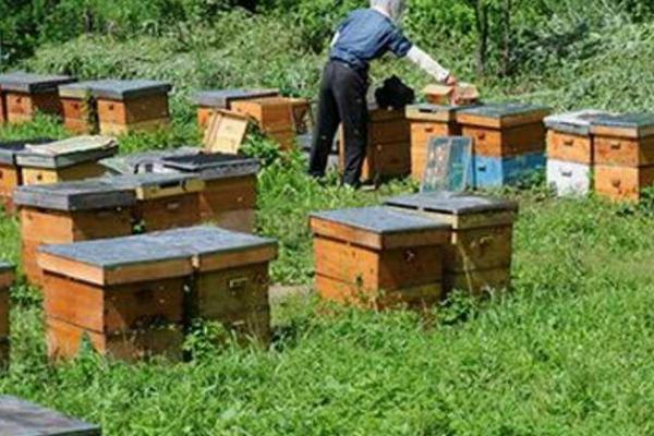 意蜂和中蜂有什么区别，意蜂多为黄色、中蜂多为灰黑色