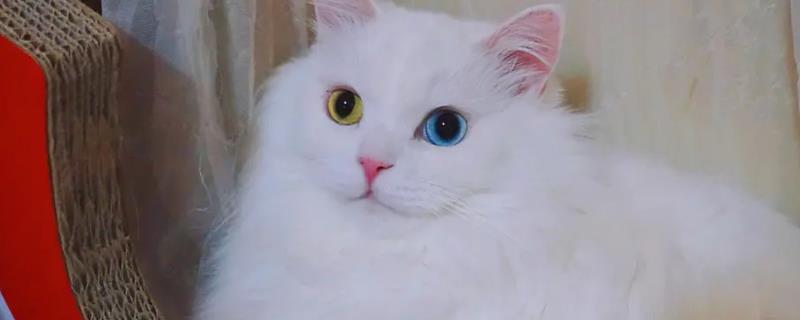 山东狮子猫的特征