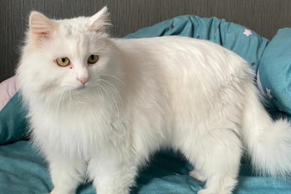 山东狮子猫的特征，抗病能力强但繁殖能力不强