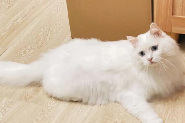 山东狮子猫的特征，抗病能力强但繁殖能力不强