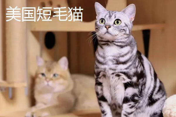 山东狮子猫的特征，抗病能力强但繁殖能力不强