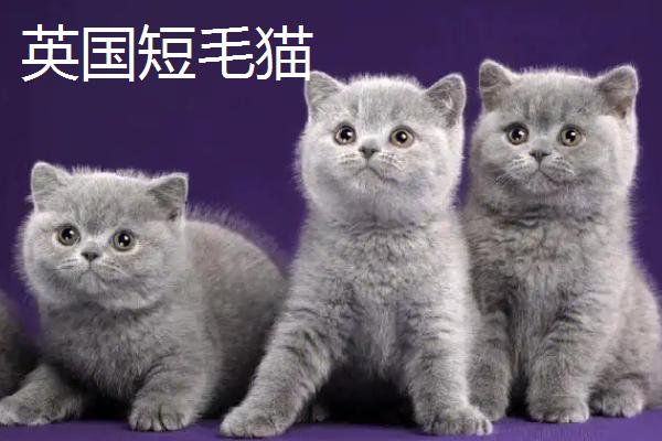 山东狮子猫的特征，抗病能力强但繁殖能力不强