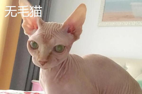 山东狮子猫的特征，抗病能力强但繁殖能力不强