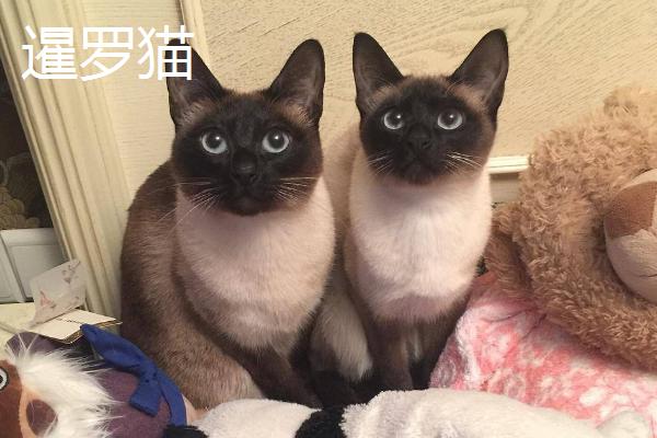 山东狮子猫的特征，抗病能力强但繁殖能力不强