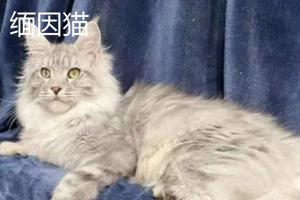 山东狮子猫的特征，抗病能力强但繁殖能力不强