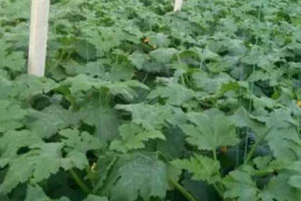 西葫芦怎么管理，生长盛期每隔5-7天要浇1次水